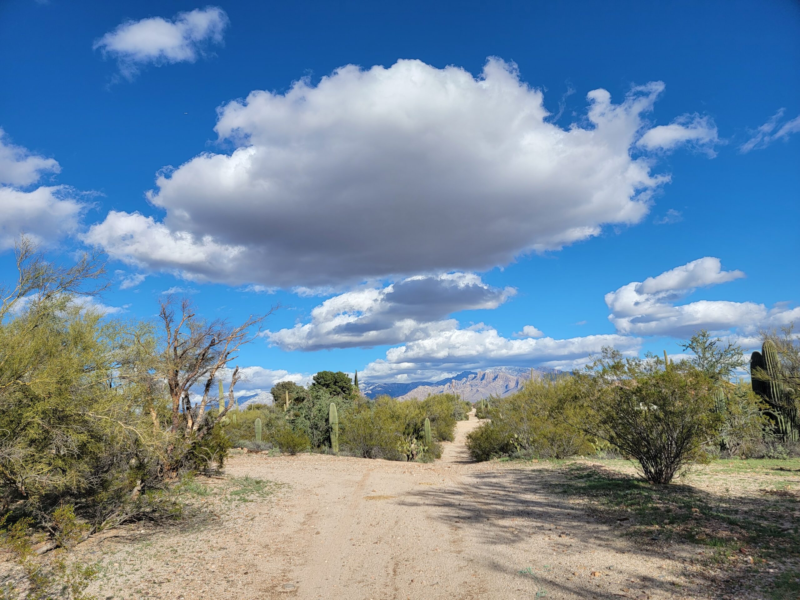 February in Tucson Arizona